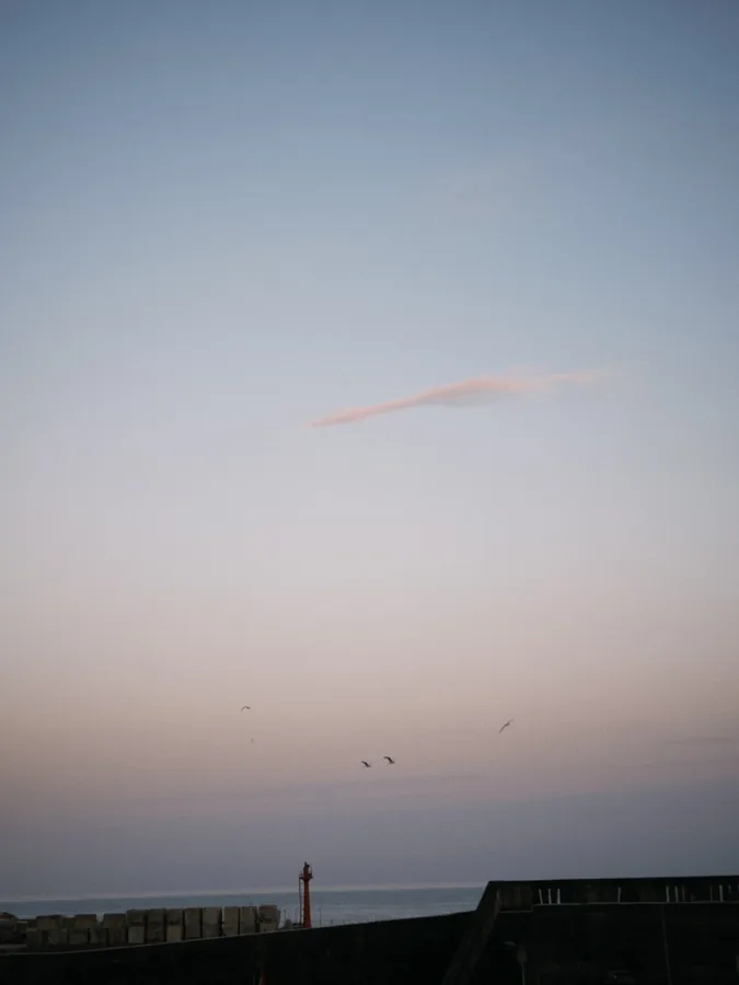 黃昏飛鳥