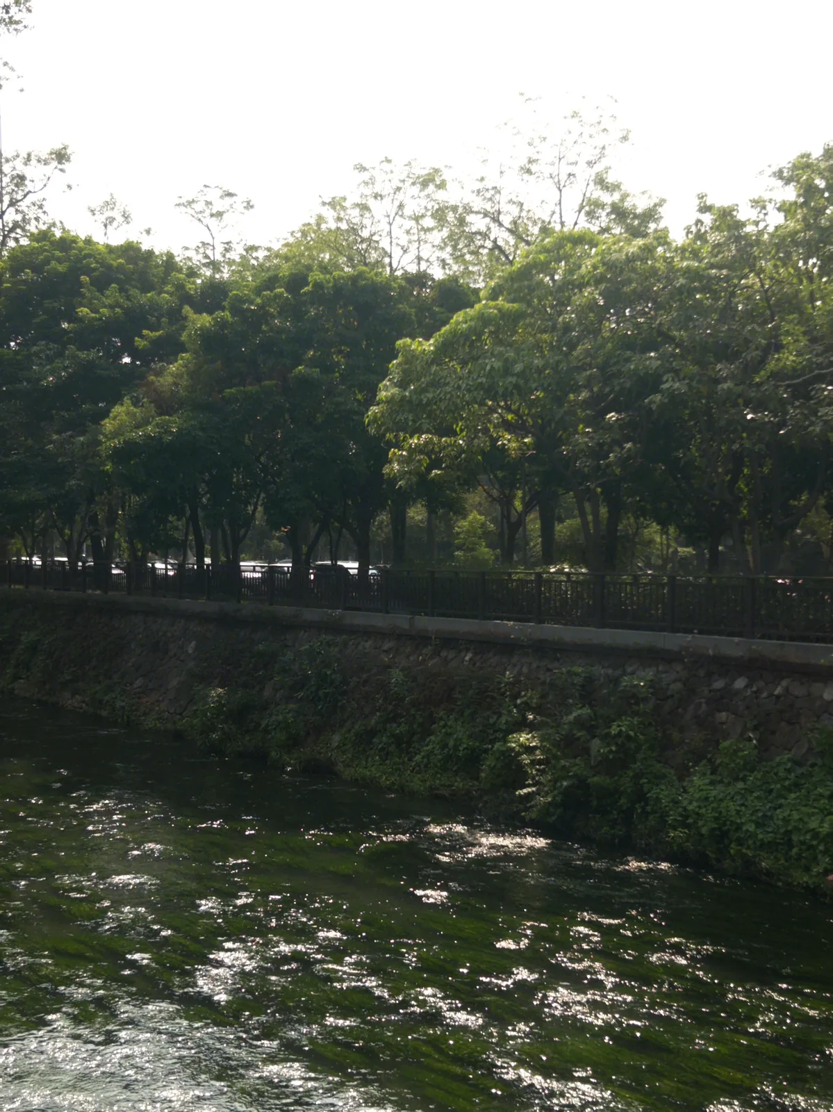 陽光下的綠川